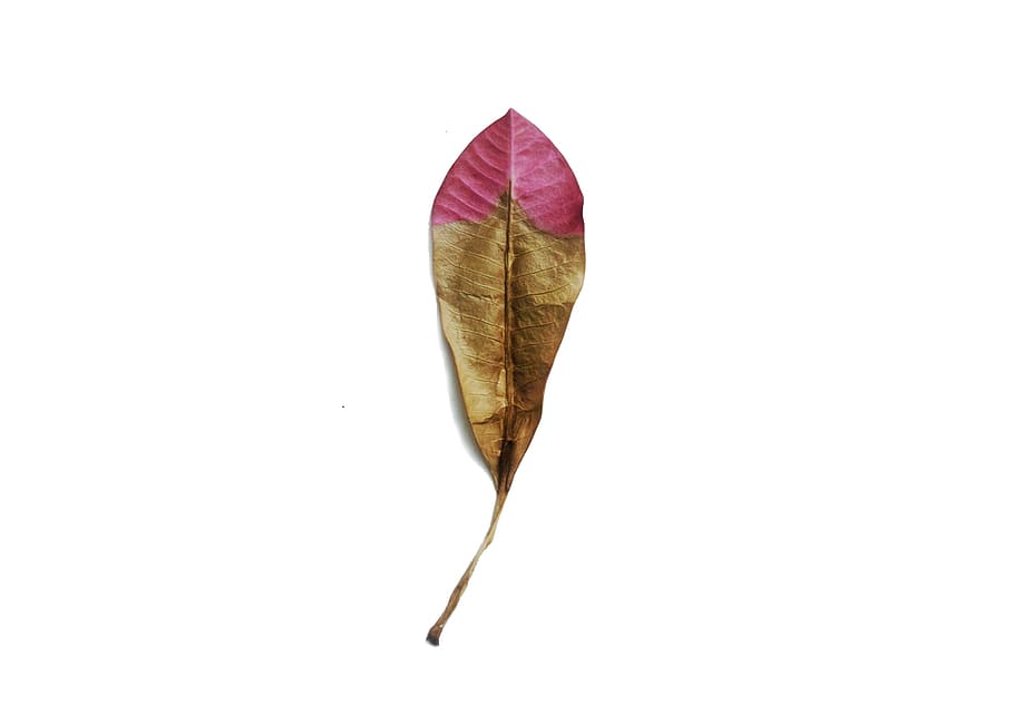 brown and pink dried leaf on white surface, minimalism, white background HD wallpaper