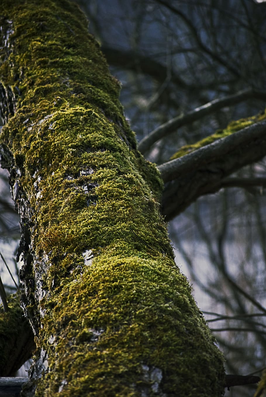 tree, moss, trunk, forest, wood, bark, green, wet, vegetation, HD wallpaper