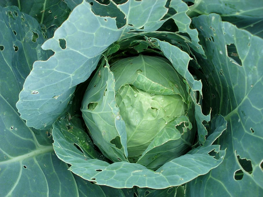 Cabbage, Sprouts, Plant, cabbage plants, vegetable, food, organic HD wallpaper