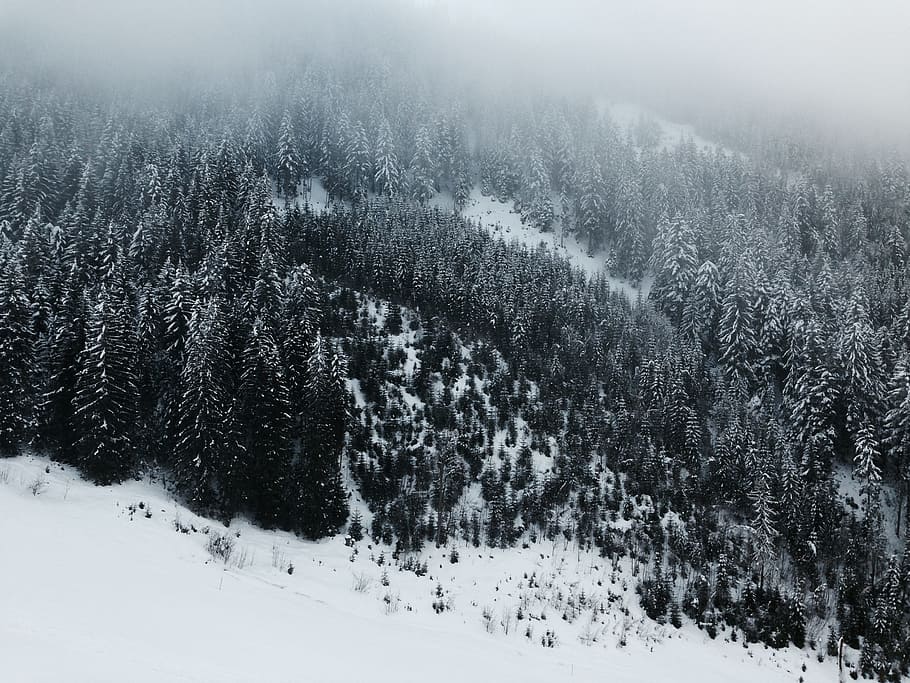 bird's eye view photography of pine trees, plants covered by snow HD wallpaper