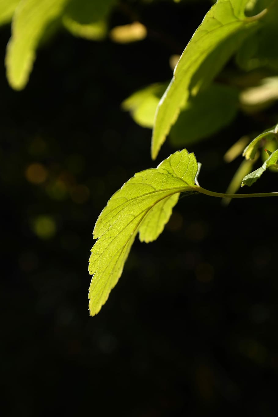 Leaf, Back Light, Bright, Green, Sun, bush, currant, ribes HD wallpaper