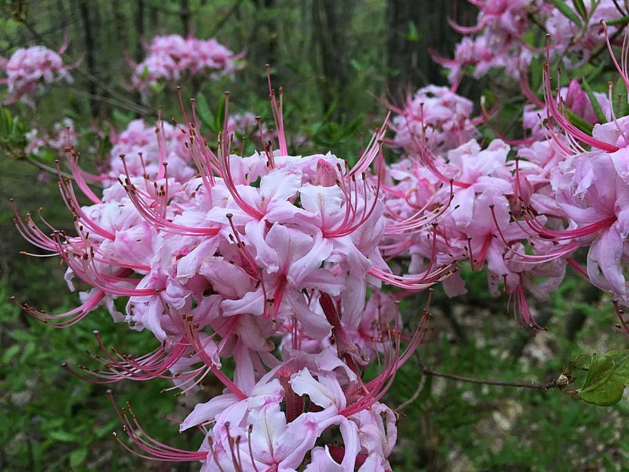 Blossom, Pink, Forest, Spring, Nature, flower, floral, bloom HD wallpaper