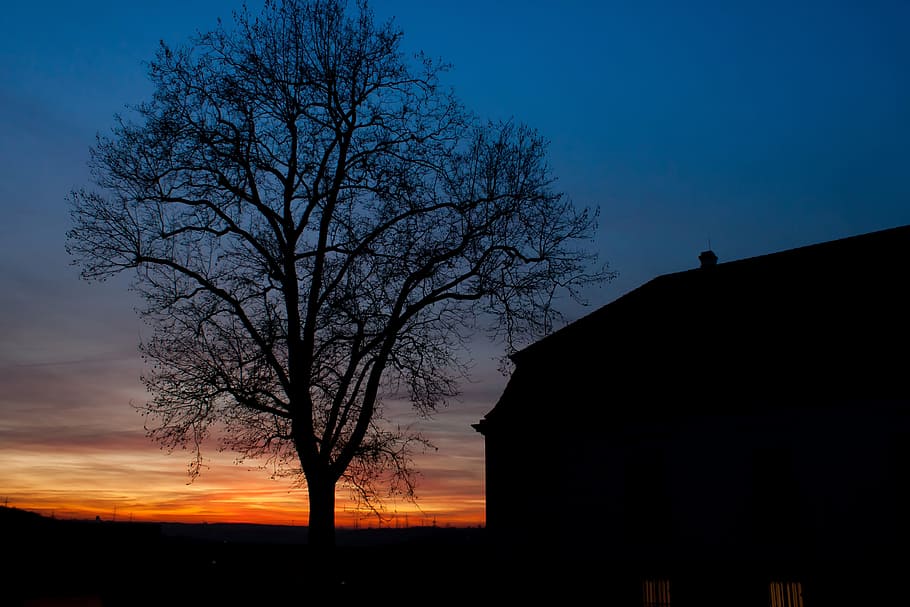 Sunset, Marbach, Tree, Silhouette, nature, rural Scene, sky HD wallpaper