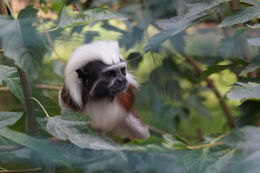 Animal, Zoo, Monkey, Small, Cute, young, male, female, young animal HD wallpaper