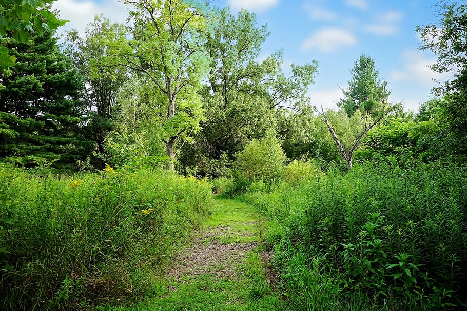 path, nature, landscape, summer, outdoor, walkway, natural HD wallpaper