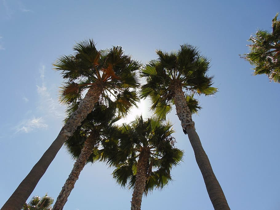 palm trees, sunlight, blue, sky, summer, tropical, leaf, nature HD wallpaper
