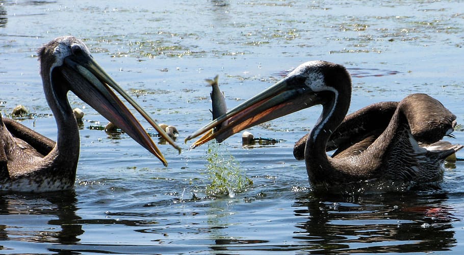 pelicans, peru, paracas, fish, sea, water, eat, hunger, nature HD wallpaper