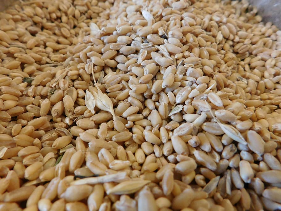 wheat, grain, integral, seed, cereal, vegetarian, healthy, food HD wallpaper