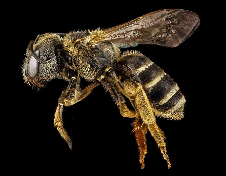 honeybee closeup photography, halictus, macro, pollinator, bug HD wallpaper