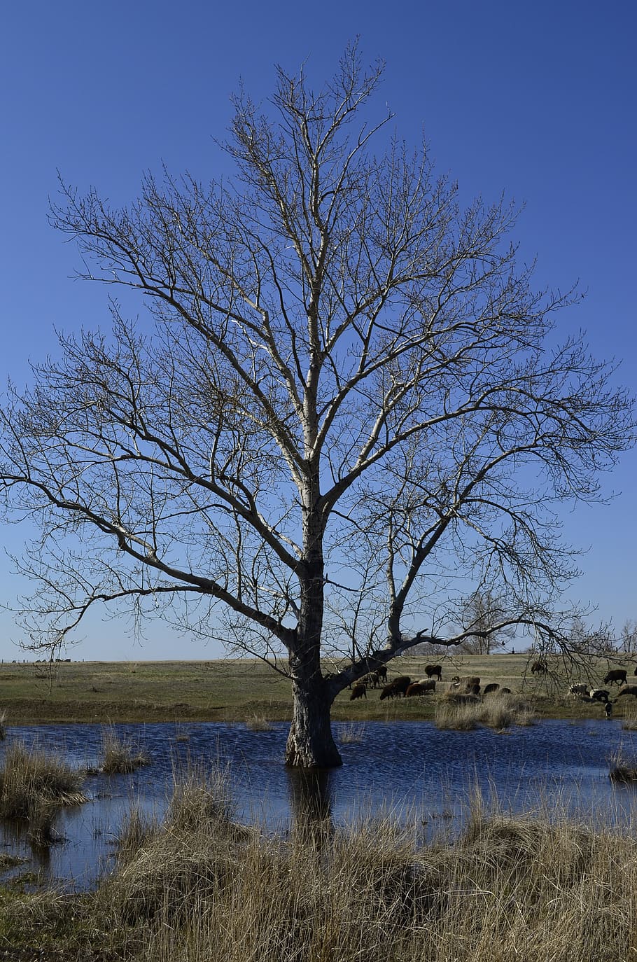 tree, nature, blue water, sky, beauty, landscape, spring, trees, HD wallpaper