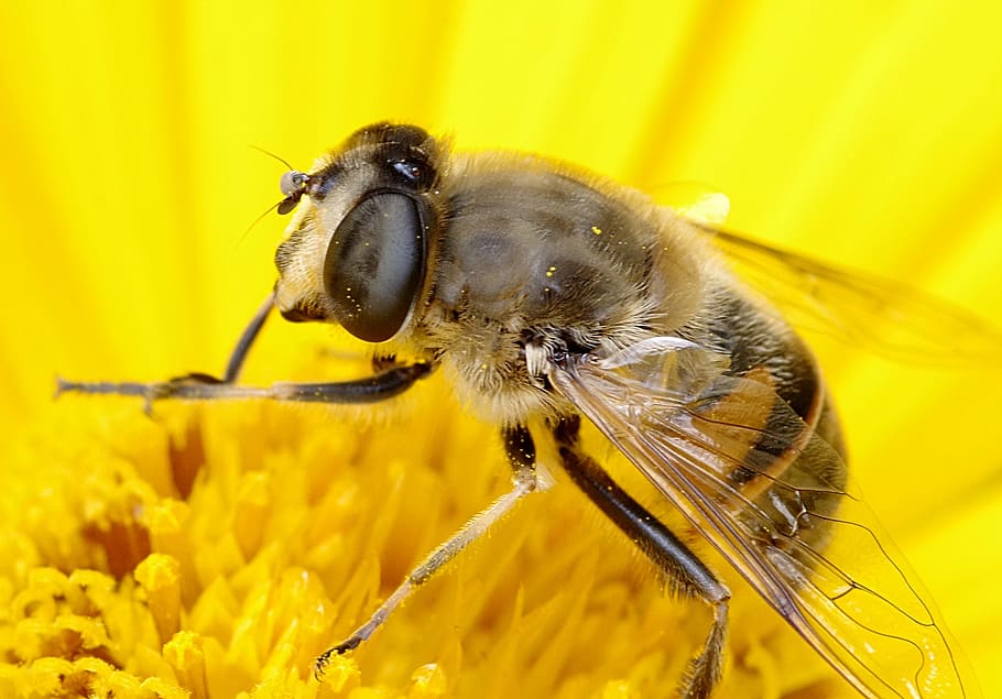 mucha, camouflage, bee, macro, appearance, upodobnienie, for people HD wallpaper