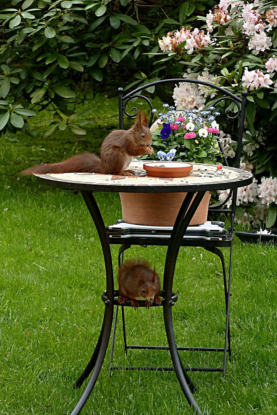 brown squirrel on top of table outdoors, animal, rodent, sciurus vulgaris major, HD wallpaper