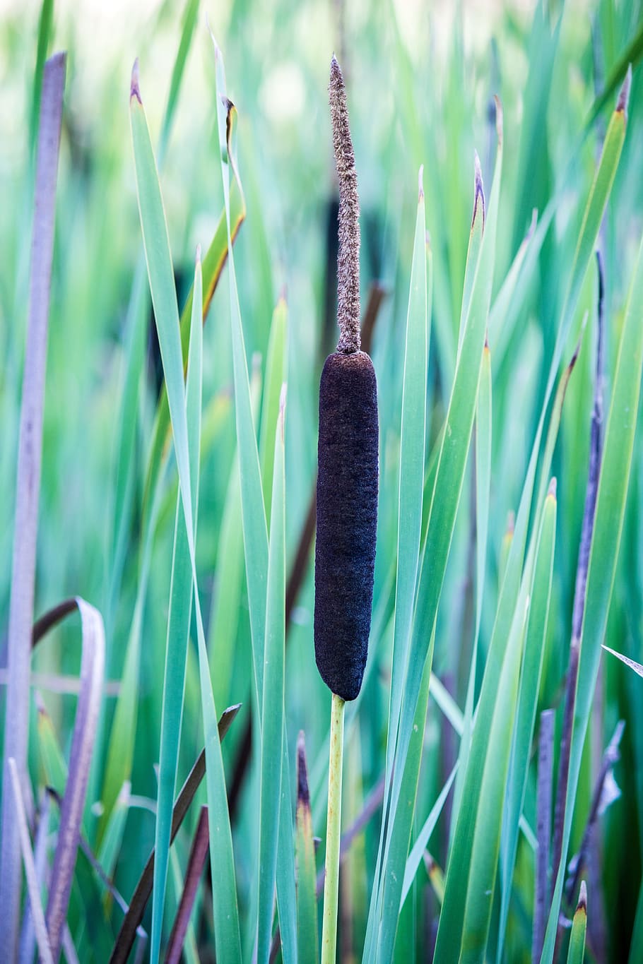 Cattail, Reed, Pond, Swamp, Plant, nature, brown, botany, wetland