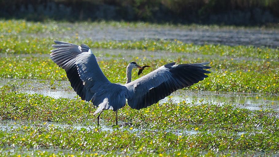 nature, birds, heron, fish, pond, animal themes, animal wildlife HD wallpaper