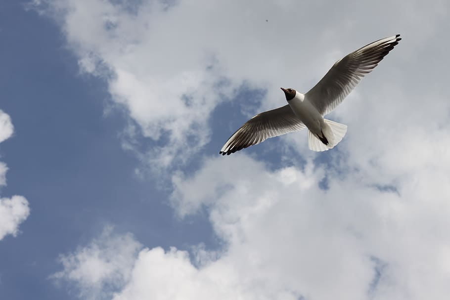 volga, seagull, clouds, flying, animal wildlife, animals in the wild HD wallpaper