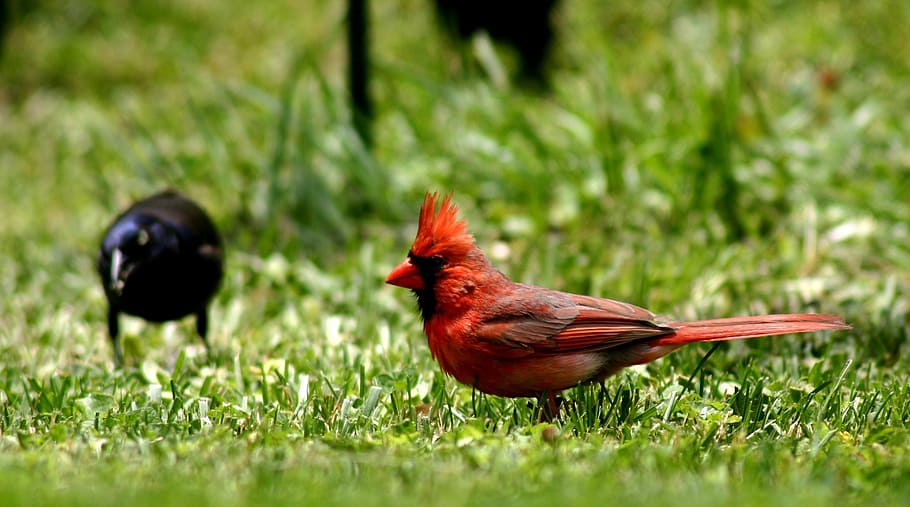 bird, cardinal, red, feathered, wild life, nature, close-up HD wallpaper