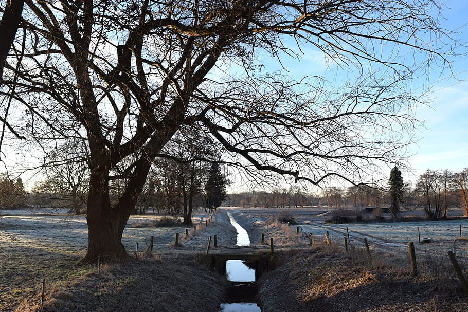 Winter, Frost, Bach, Tree, Nature, sky, bare tree, no people HD wallpaper