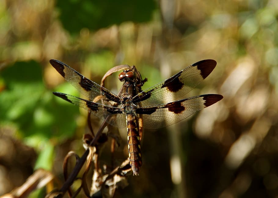 dragonfly, insects, nature, animal, wildlife, close-up, animal wildlife HD wallpaper