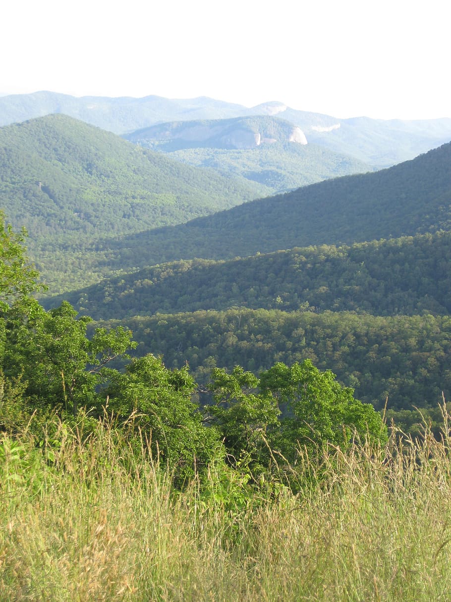 tree, mountain, nature, landscape, green, scenery, peaceful HD wallpaper
