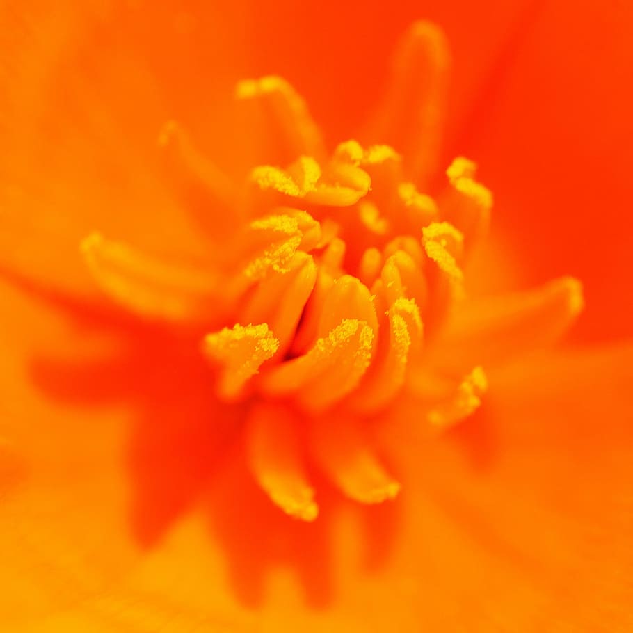 flower, stamens, orange, macro, short depth of field, flowering plant HD wallpaper