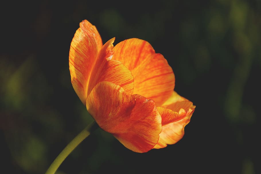 nature, garden, petals, plant, beautiful, bloom, blooming, blossom HD wallpaper