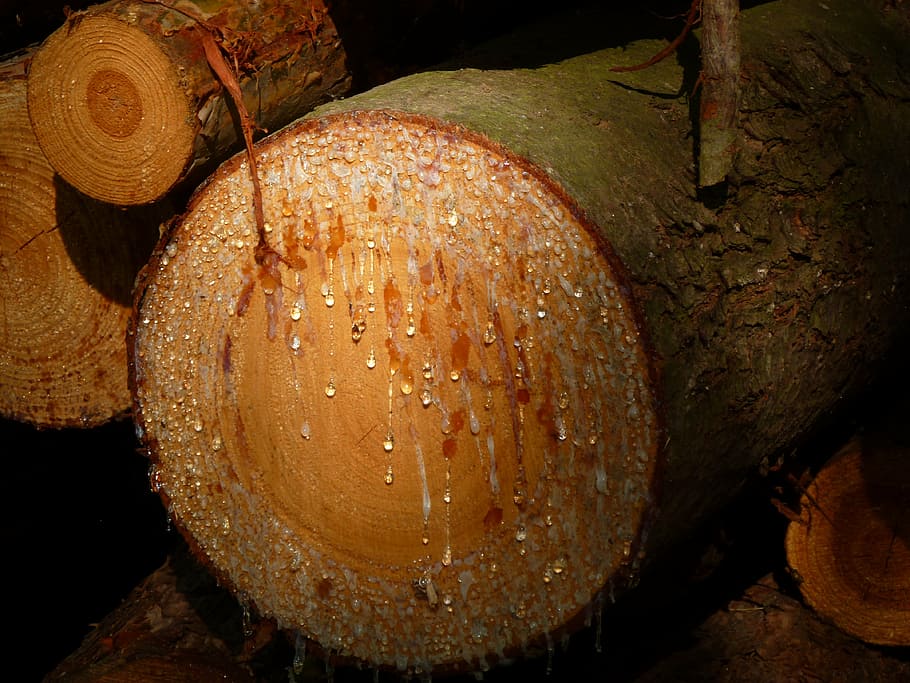 tree, cry, nature, wood, pine, felling trees, log, resin, close-up