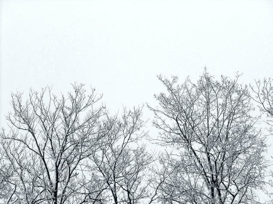 twigs, trees, winter, sky, plant, branch, bare tree, low angle view HD wallpaper