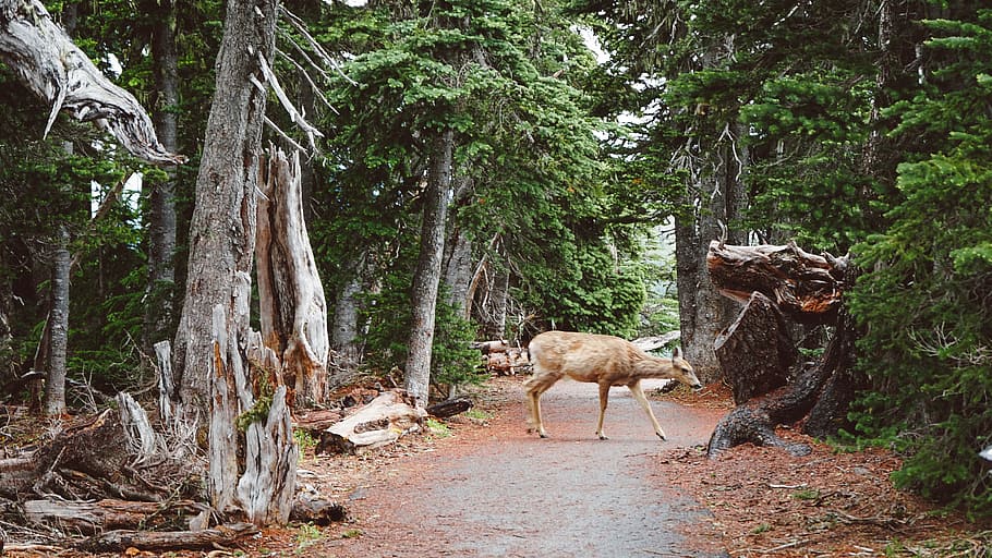 deer walking in the middle of forest, shallow focus photography of brown reindeer HD wallpaper