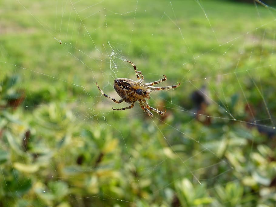 spider, garden, canvas, spider web, animal themes, fragility HD wallpaper