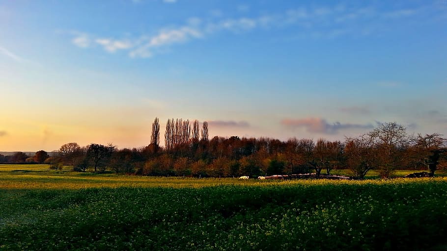 field, meadow, tree, landscape, nature, flowers, green, sky HD wallpaper