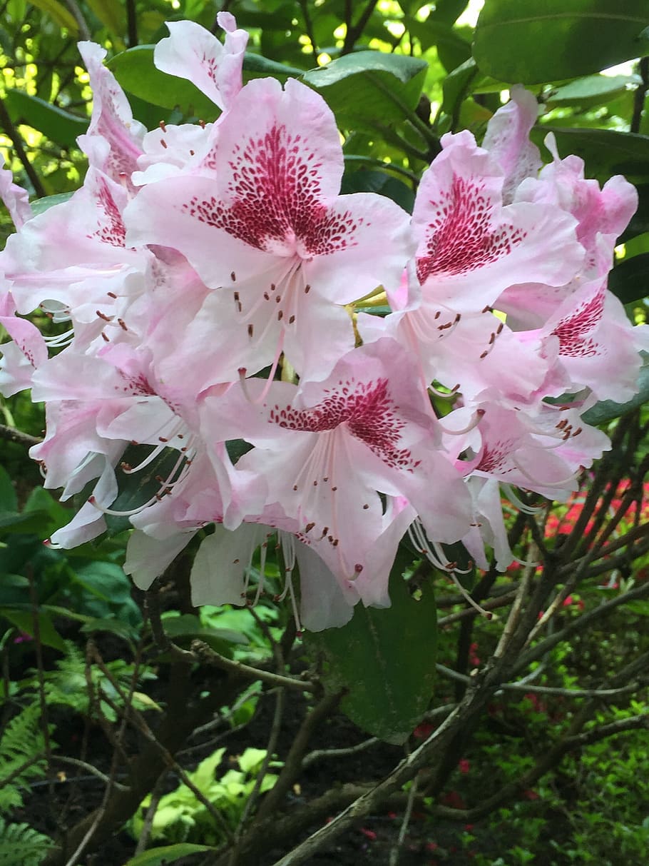 pink, flower, nature, spring, bloom, garden, soft, plant, petal HD wallpaper
