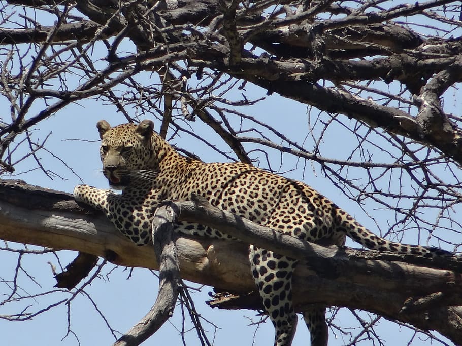 leopard, prey, dead tree, animals in the wild, animal wildlife HD wallpaper
