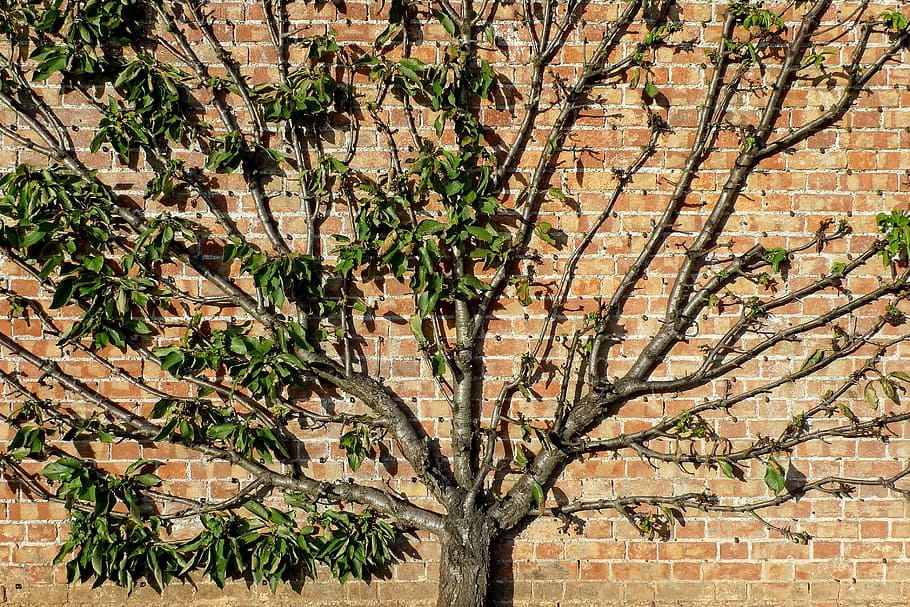 brown tree in front of wall, trained, fan, fruit, apple, ornamental HD wallpaper
