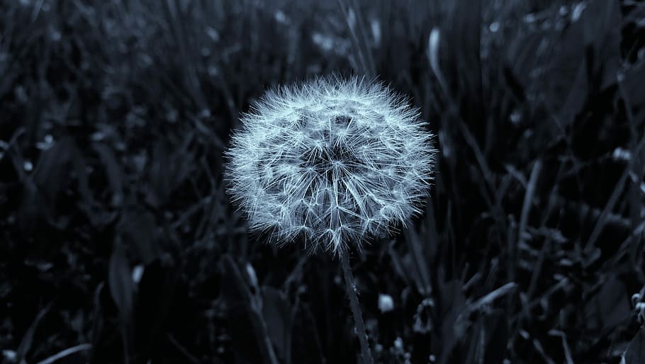 dandelion, nature, fluffy, orb, flora, flower, white, white flower HD wallpaper