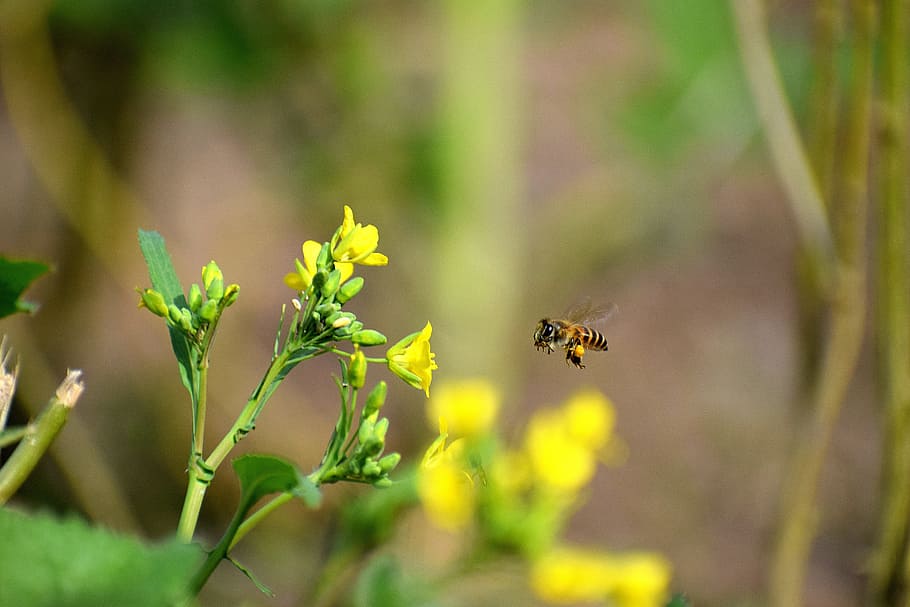 nature, insect, outdoors, flora, bee, grass, flower, leaf, little HD wallpaper