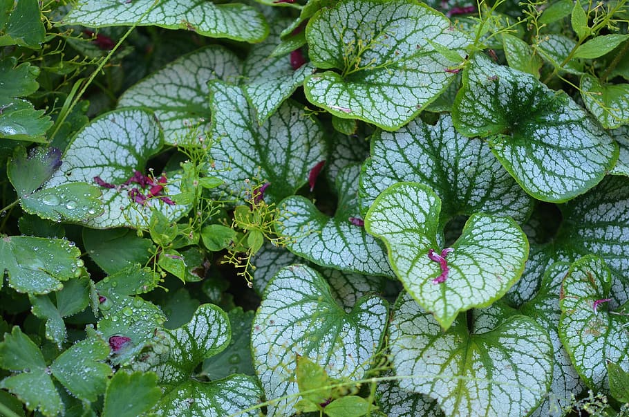 leaf, natural, flower, summer, floral, plant, green, garden HD wallpaper