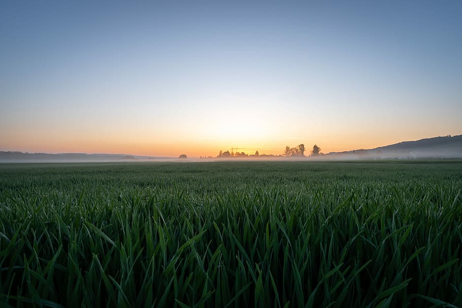 green grass field under sunset, landscape photography of green grass field HD wallpaper