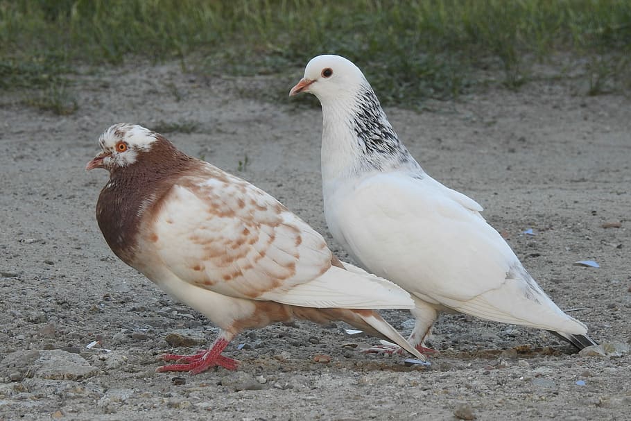 white pigeon and dove