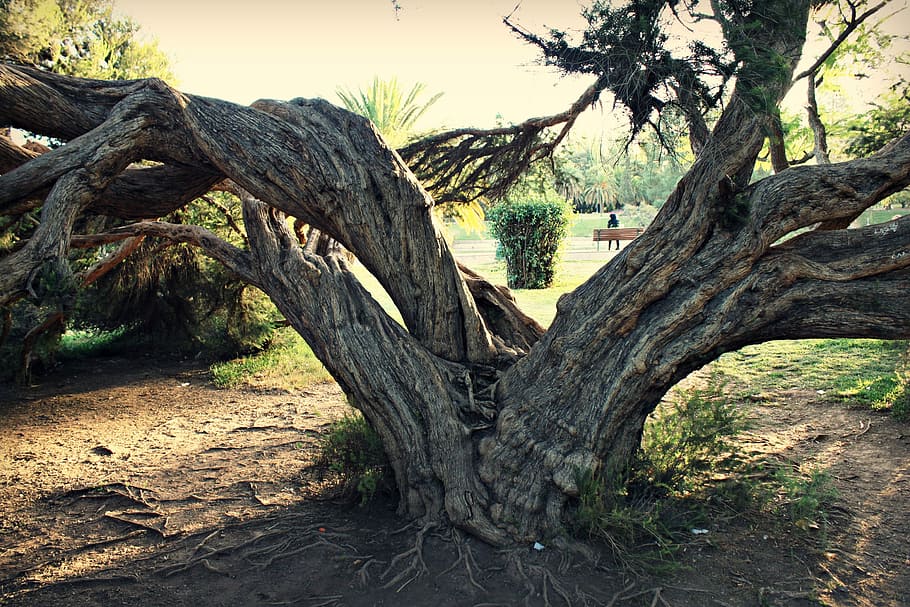 Tree, Bark, Trunk, Wood, tree trunk, no people, nature, day HD wallpaper