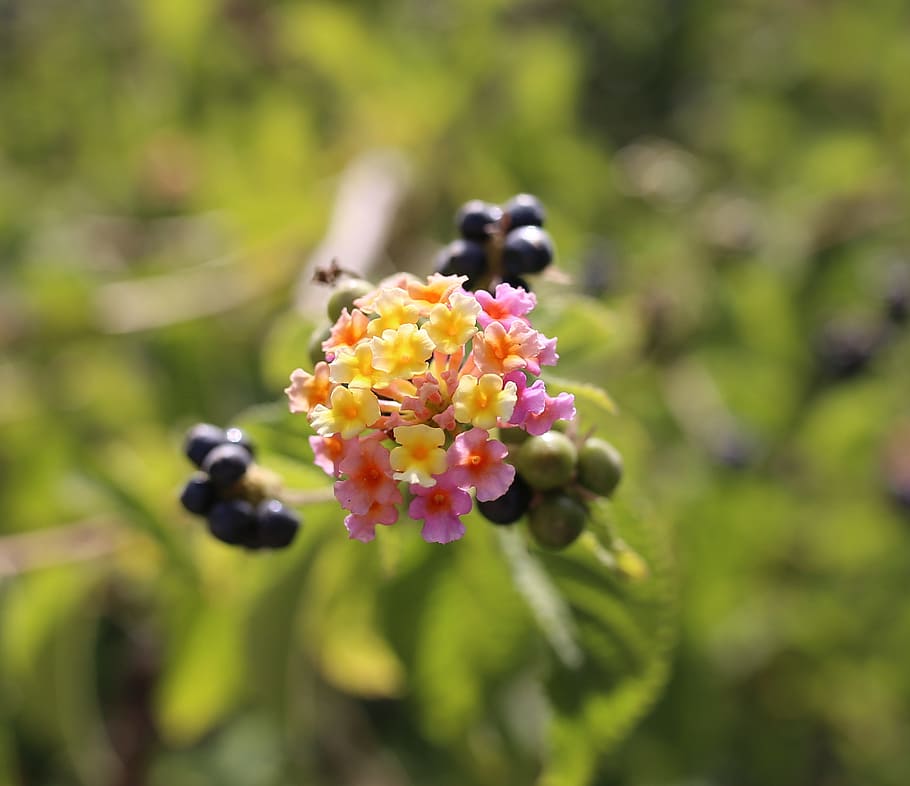 flower, spring, spring flowers, nature, floral, green, bloom HD wallpaper