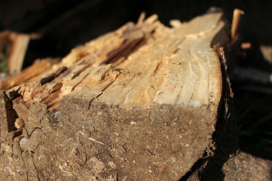 lena, rural, trunks, rustic, agriculture, field, kindling, wood HD wallpaper