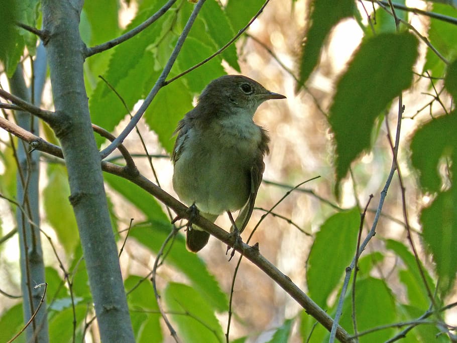 bird, hackberry, sparrow, branch, lookout, vertebrate, animal themes HD wallpaper