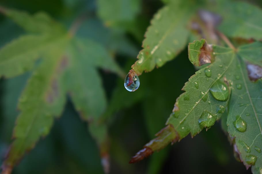 Leaf, Water, Drop, Dew, rain, nature, one animal, animals in the wild HD wallpaper