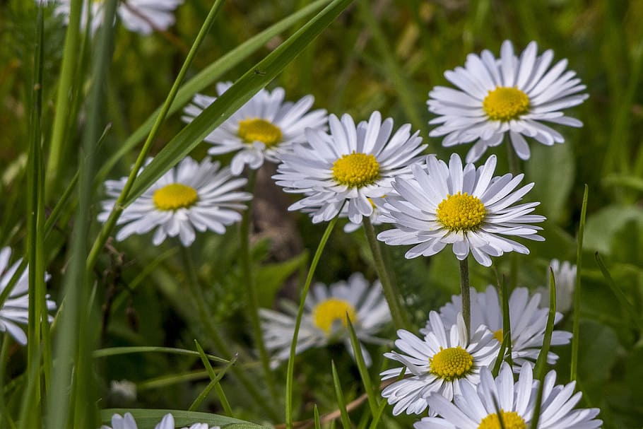 daisies, nature, flower, spring, flowering plant, freshness HD wallpaper