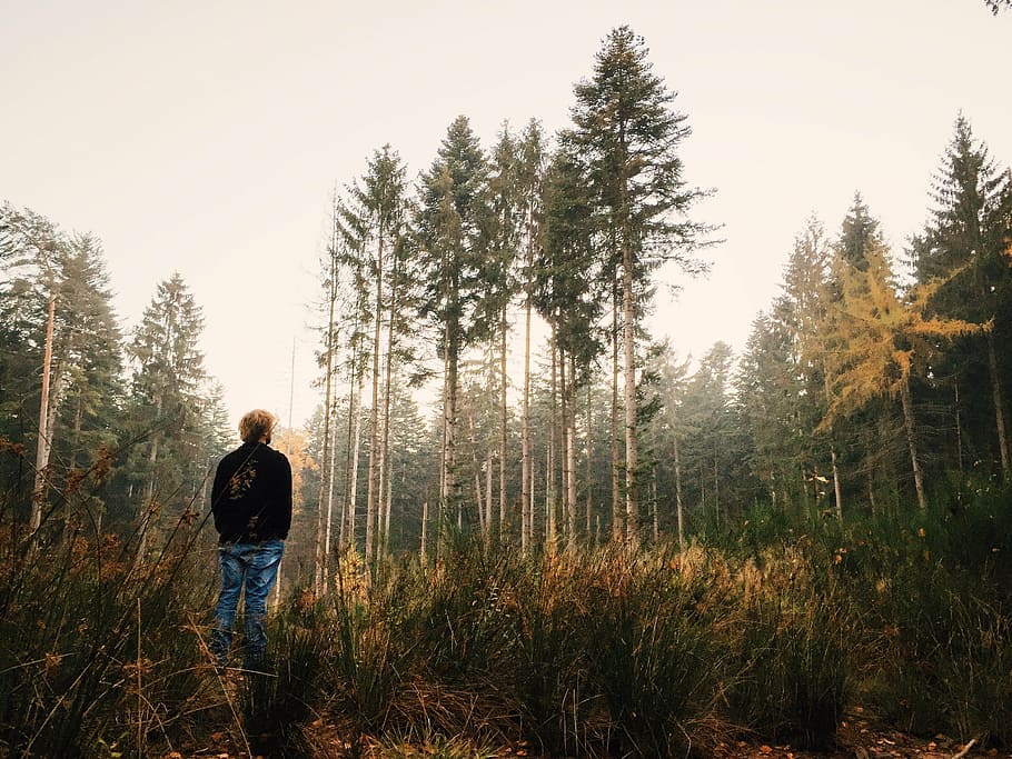 man standing facing forest trees, viewing, nature, landscape HD wallpaper
