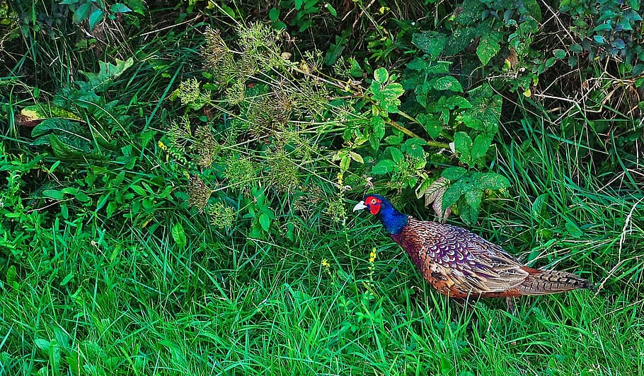 pheasant, tom, garden, bird, wild bird, nature, pen, summer HD wallpaper