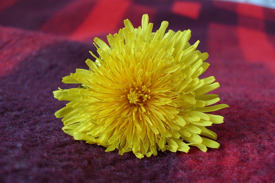 flower, macro, yellow, flowering plant, flower head, freshness HD wallpaper
