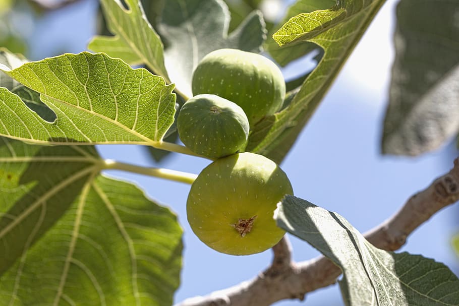fig, tree, fruit, green, food, leaf, nature, fresh, sweet, branch, HD wallpaper