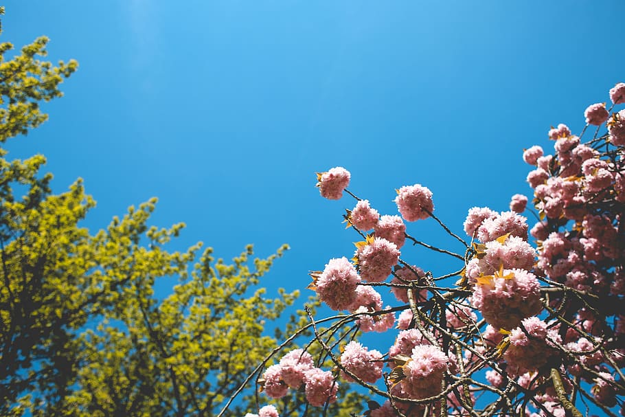 Spring Colors, blooms, flowers, minimal, minimalistic, sky, nature, HD wallpaper