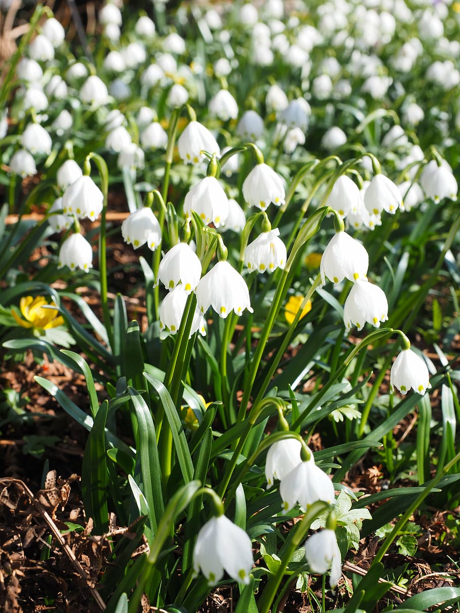 snowflake, flowers, spring, spring flower, fruehlingsknotenblume HD wallpaper